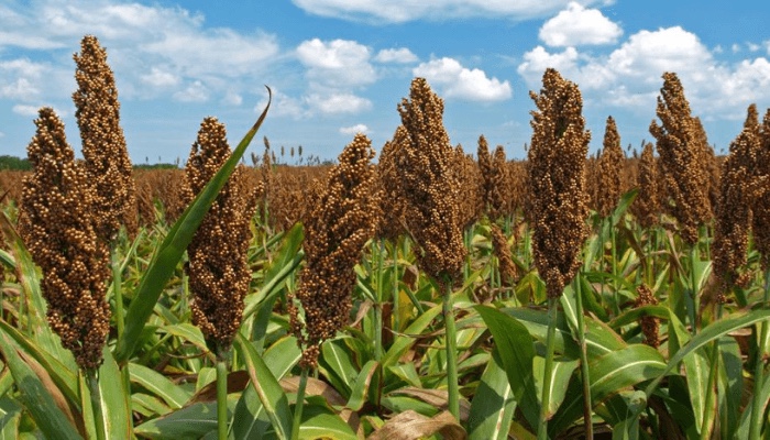 Nigeria’s multi-billion dollar sorghum market attracts global brewers