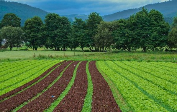 USAID Mobilises N188bn For Nigerian Agribusinesses In 7 States