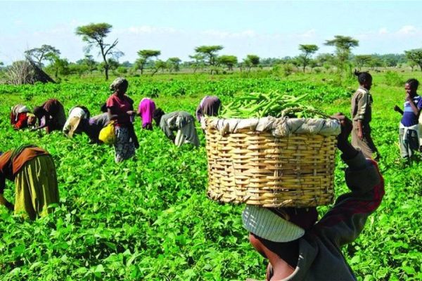 FG, IFAD distribute agro inputs to 619 Nasarawa farmers