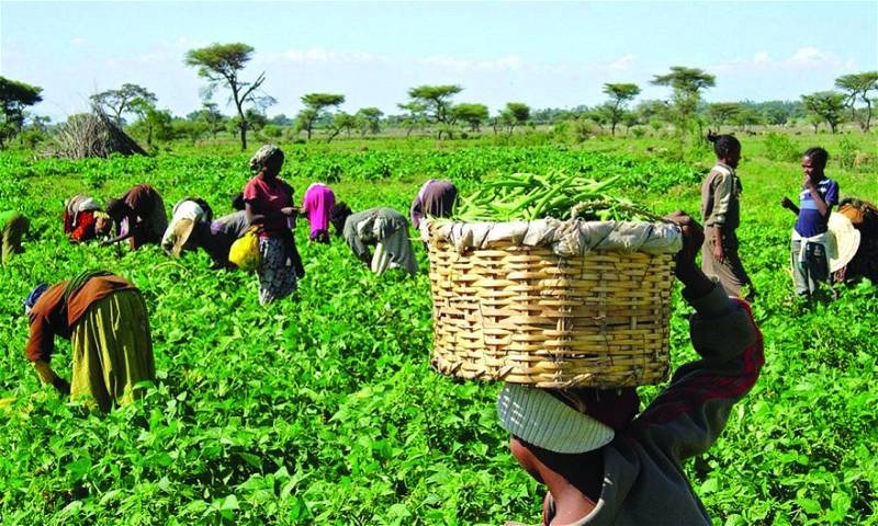 FG, IFAD distribute agro inputs to 619 Nasarawa farmers