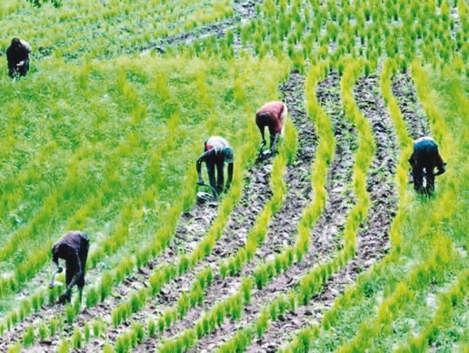 Agric allocation in 2024 budget inadequate, says NGF