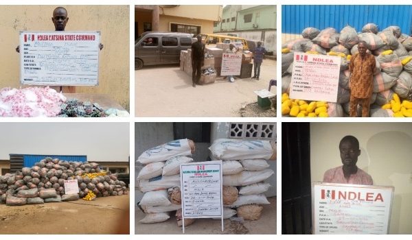 NDLEA Intercepts 14.5 Tons Of Ghanaian Loud Linked To Wanted Drug Baron In Lagos