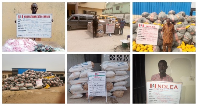 NDLEA Intercepts 14.5 Tons Of Ghanaian Loud Linked To Wanted Drug Baron In Lagos