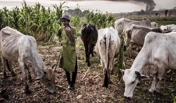 FG Launches Pilot Cattle Ranch Scheme For Herders