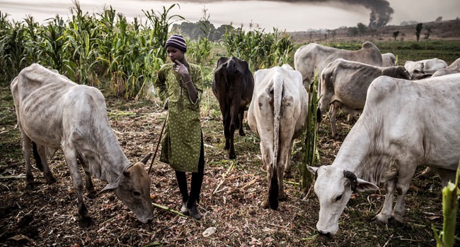 FG Launches Pilot Cattle Ranch Scheme For Herders