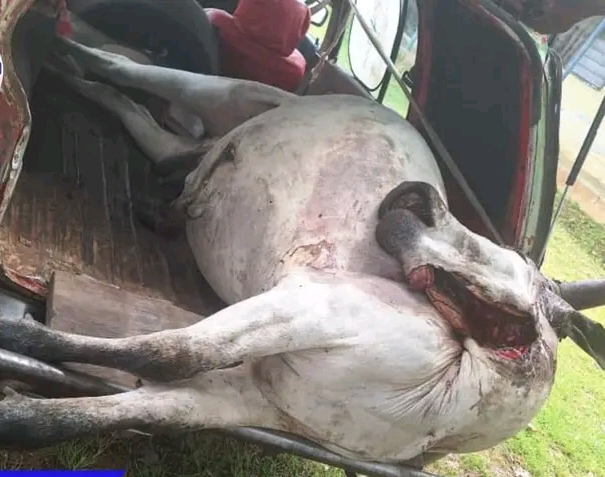 Kwara Govt seizes unfit cow meat in Ilorin Abattoir Market