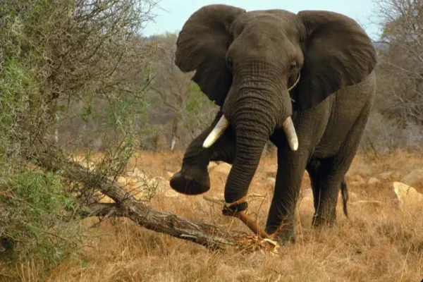 Wandering elephants kill Ogun farmer