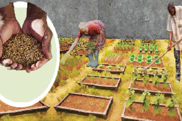 Food crises: Six tips on how to own a thriving home garden