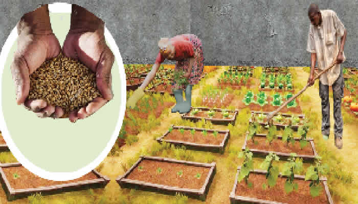 Food crises: Six tips on how to own a thriving home garden