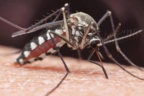 NCDC warns of chikungunya outbreak, urges Nigerians to prevent mosquito bites