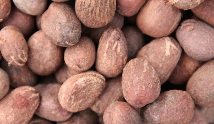 Tinubu orders temporary ban on raw shea nuts export