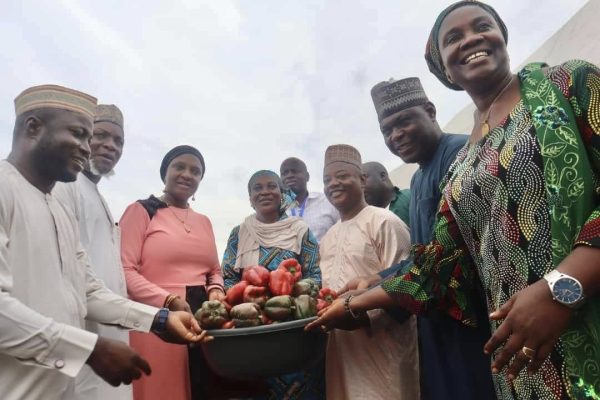 Kwara Poly’s Green House Farm harvests Bell Pepper, showcases Agri-Innovation mode