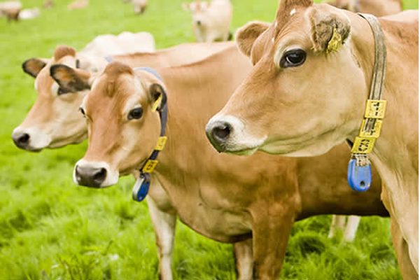 Cows trample hiker to death in Austrian Alps