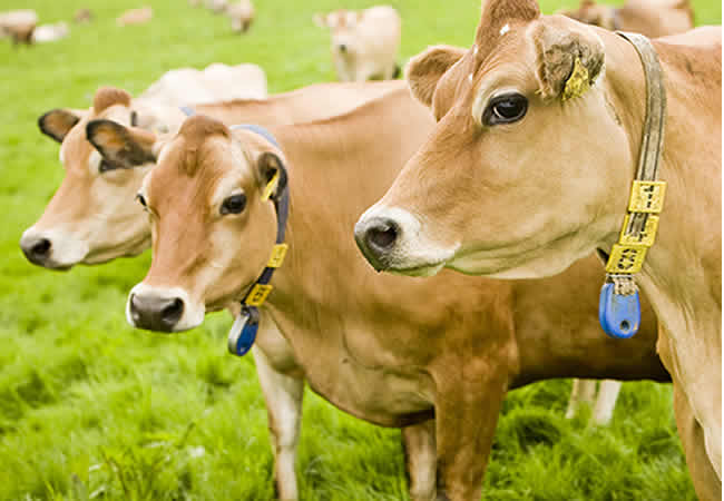 Cows trample hiker to death in Austrian Alps