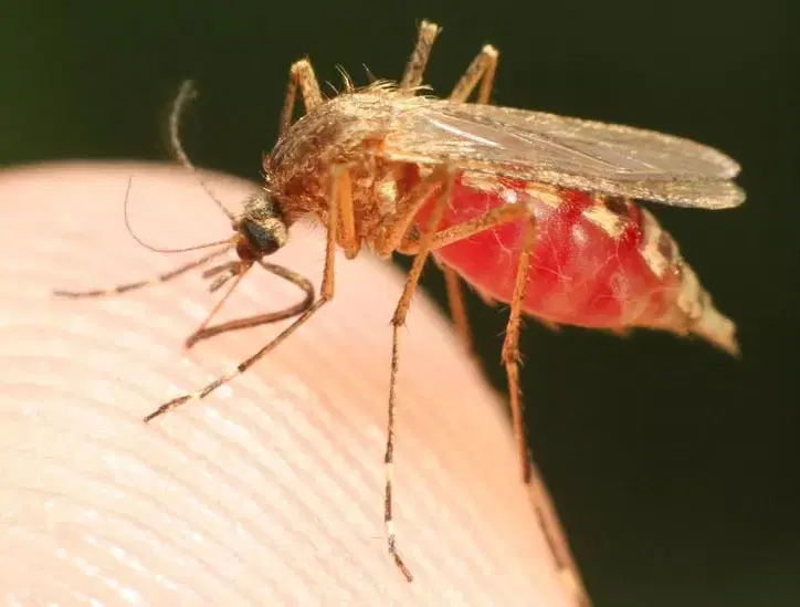 FG, World Bank push for self-sufficiency in malaria commodities