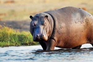 Frequent hippopotamus attacks in Adamawa community claim third victim