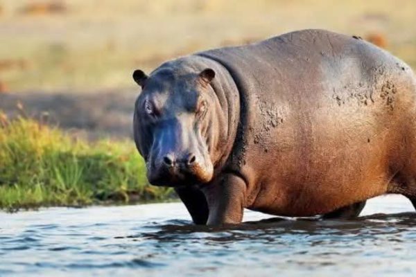 Frequent hippopotamus attacks in Adamawa community claim third victim