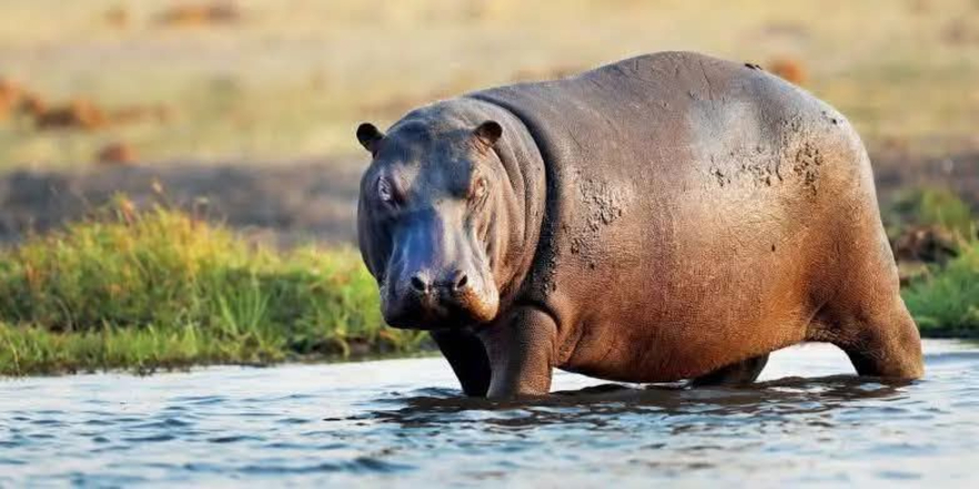 Frequent hippopotamus attacks in Adamawa community claim third victim