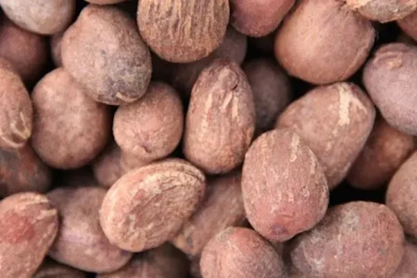 Tinubu extends ban on raw shea nut export