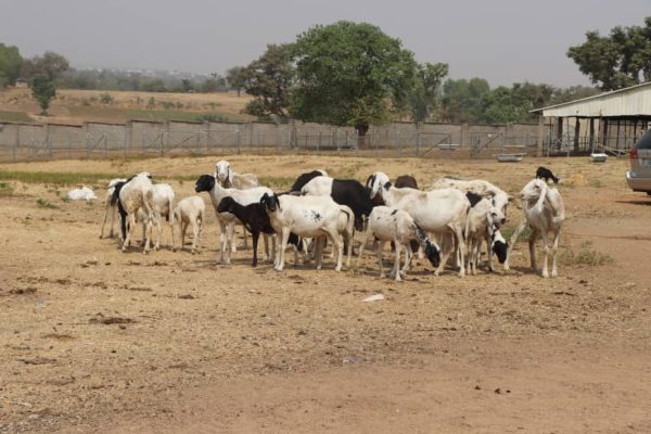FG, private sector align on $50bn livestock investment to drive $74bn growth target