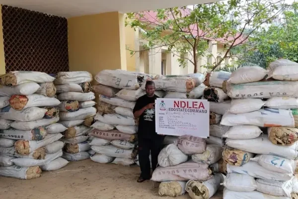 NDLEA seizes 125 bags of cannabis in Edo, arrests suspect