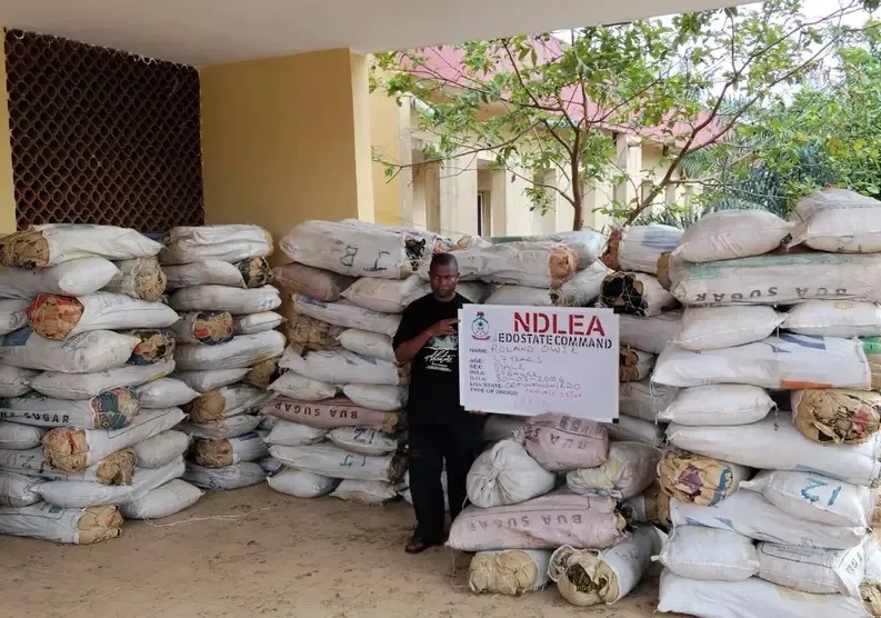 NDLEA seizes 125 bags of cannabis in Edo, arrests suspect