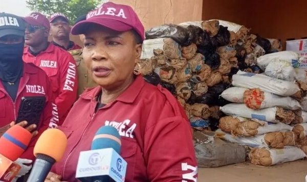 Kwara NDLEA busts drug networks, seizes 5.7 tonnes of Narcotics