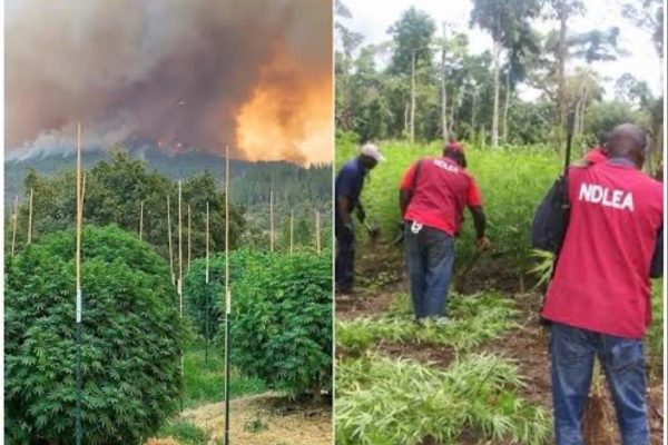 NDLEA destroys 51 hectares of cannabis, arrests 281 suspects in Ekiti