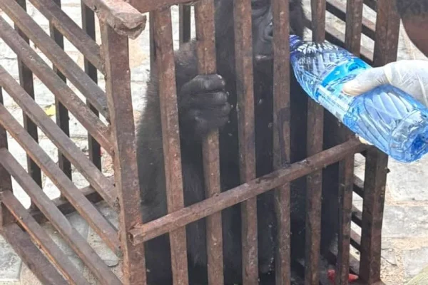Customs arrests suspected wildlife trafficker, rescues baby gorilla