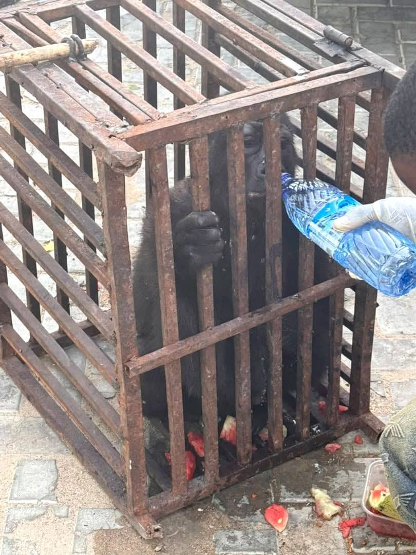 Customs arrests suspected wildlife trafficker, rescues baby gorilla