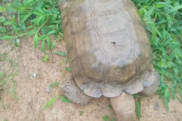 420-year-old tortoise at Alaafin’s palace dies in Oyo