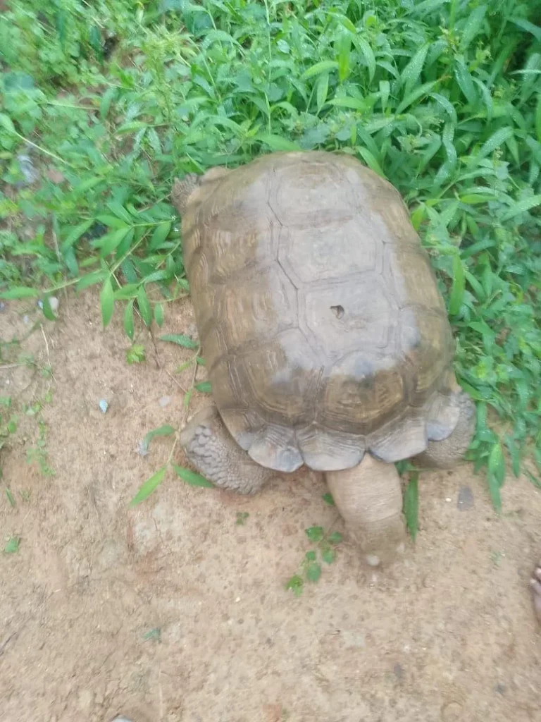420-year-old tortoise at Alaafin’s palace dies in Oyo